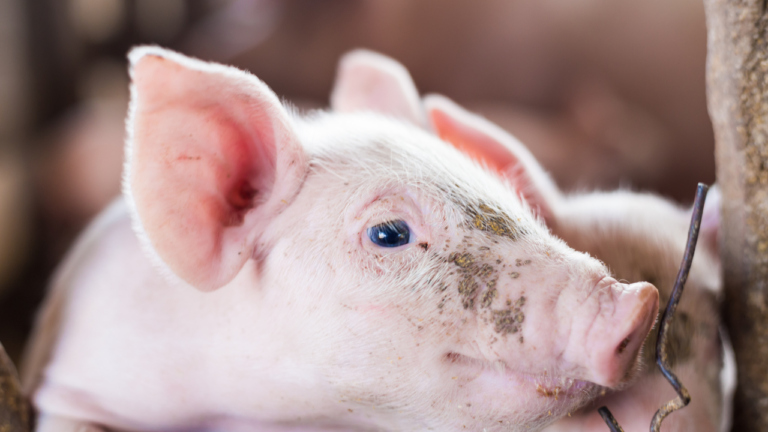 Incrementa en un 4% la producción de cerdo