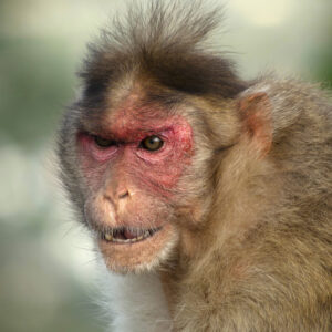 Monos