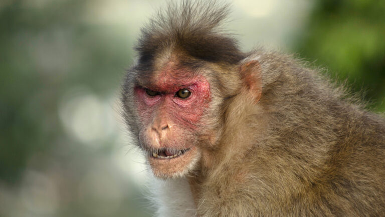 Monos salva a una niña de un pedófilo