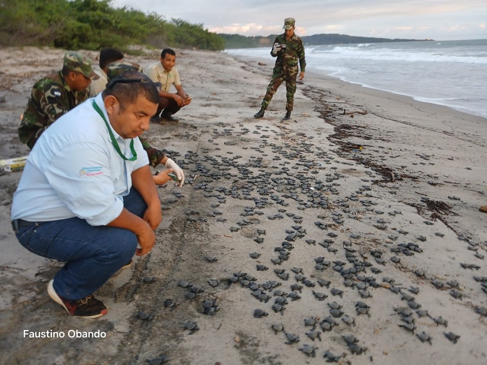 Liberan más de mil tortuguillos en refugio Vida Silvestre