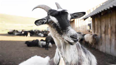 Hombre viola a cabra en universidad de España