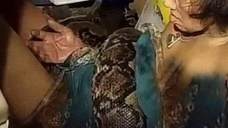 Lucha con una pitón para que no se la coma