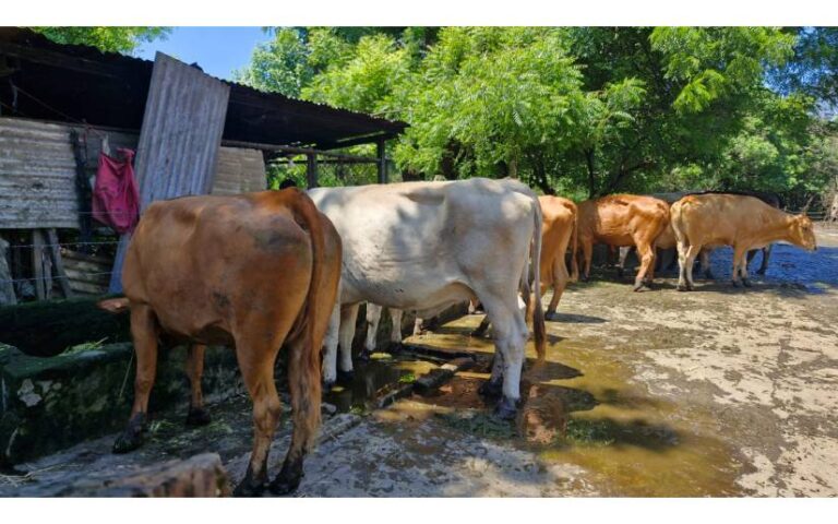 UNA presenta investigación para mejorar leche y queso