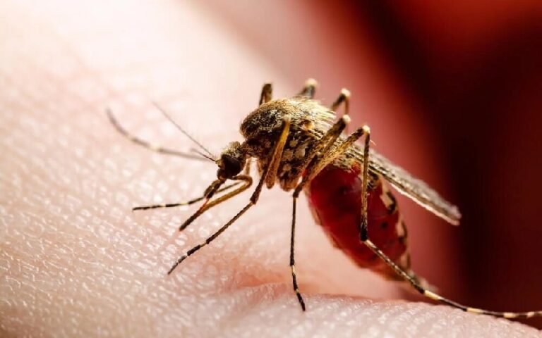 Disminuyen casos de malaria y neumonía, informa el Ministerio de Salud