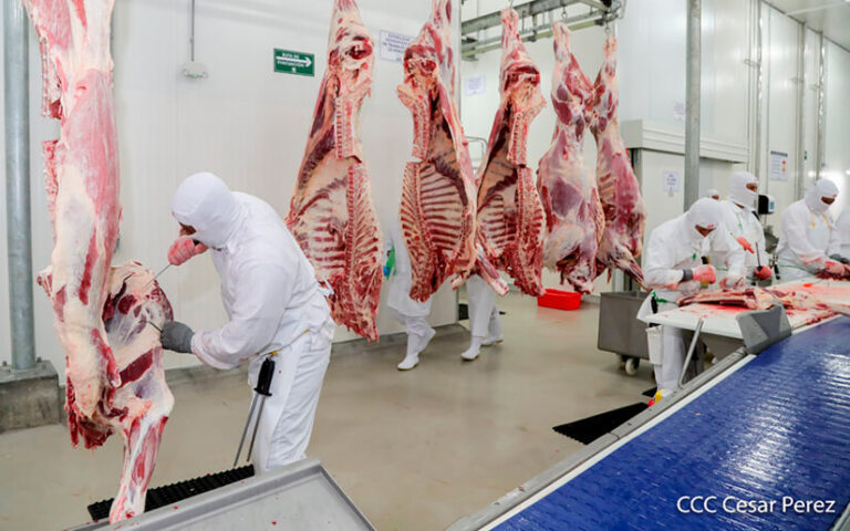 Producción de carne bovina en Nicaragua mantiene niveles óptimos para el consumo y exportación