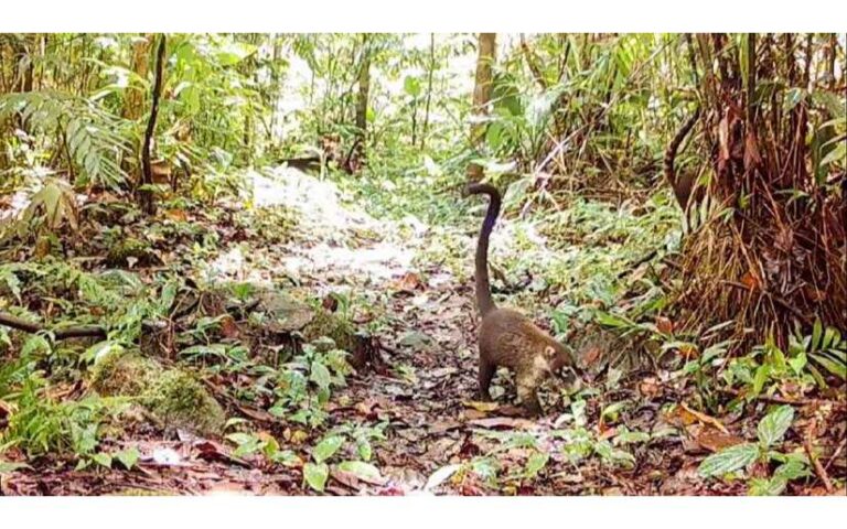 Marena en monitoreo constante de la biodiversidad en la Reserva Natural Macizo de Peñas Blancas, Jinotega y Matagalpa