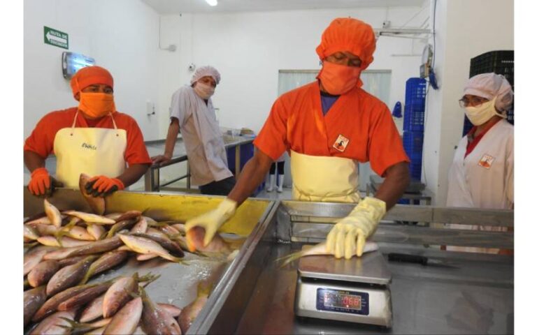 Estos son los avances de producción pesquera y acuícola a septiembre 2024