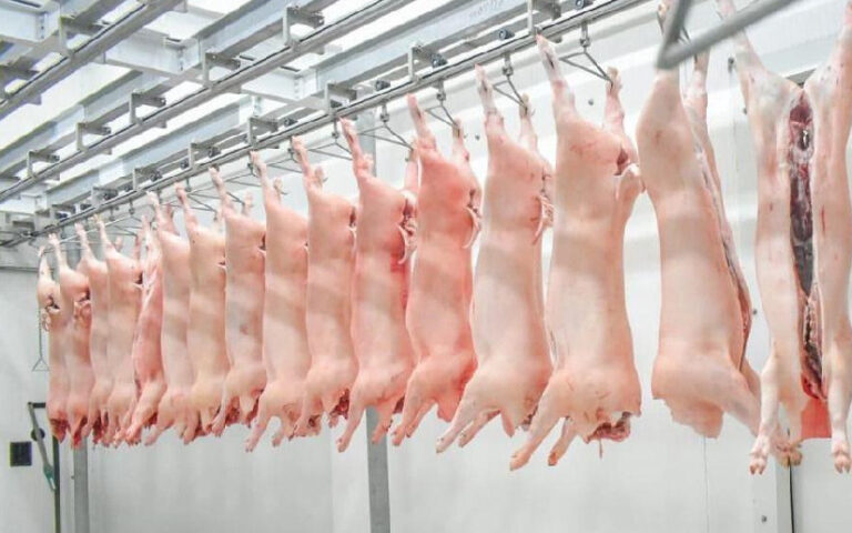 Sector porcino registra importantes avances en producción y manejo genético en Nicaragua