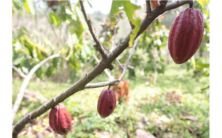 Entregan plantas de plátano y frutales a protagonistas para el establecimiento de sistemas agroforestales en Cacao