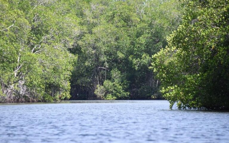 Marena garantiza restauración ambiental de las costas nicaragüenses 