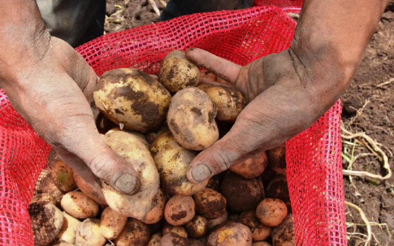 Diversidad y calidad en la producción de papa impulsan la seguridad alimentaria en Nicaragua