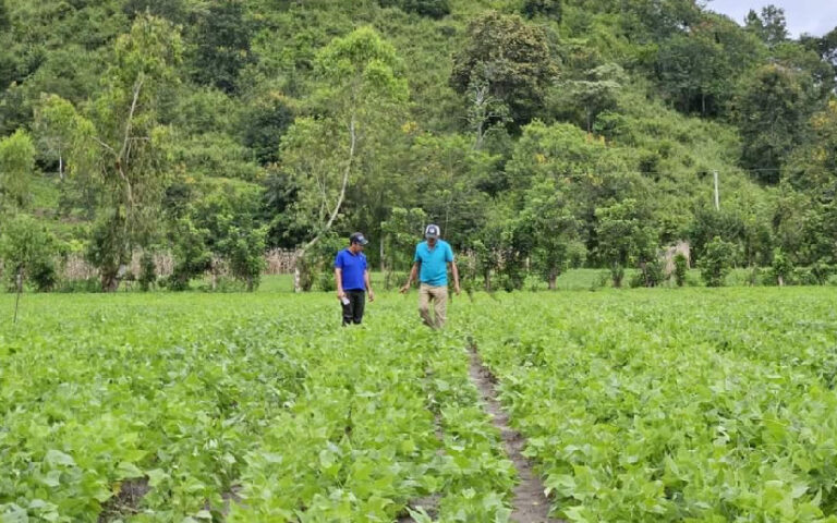 INTA presenta alternativas biológicas para controlar trips en frijoles