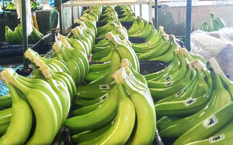 Producción de banano, clave para la exportación y empleos en Nicaragua