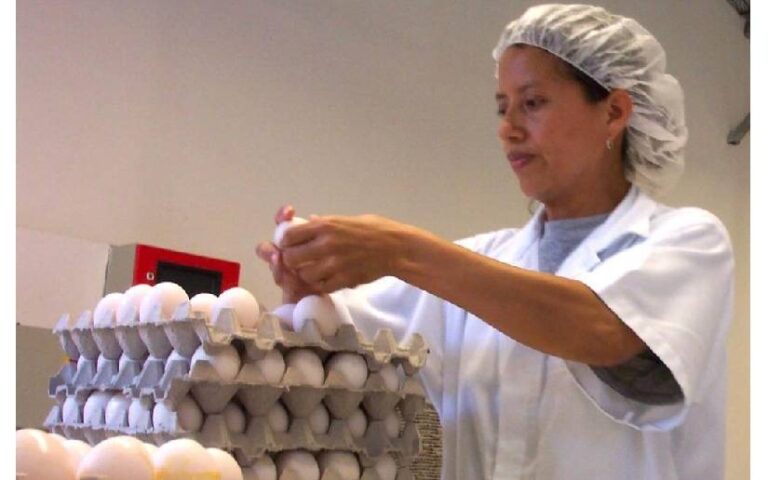 Producción de Huevo crece y fortalece los mercados en Nicaragua