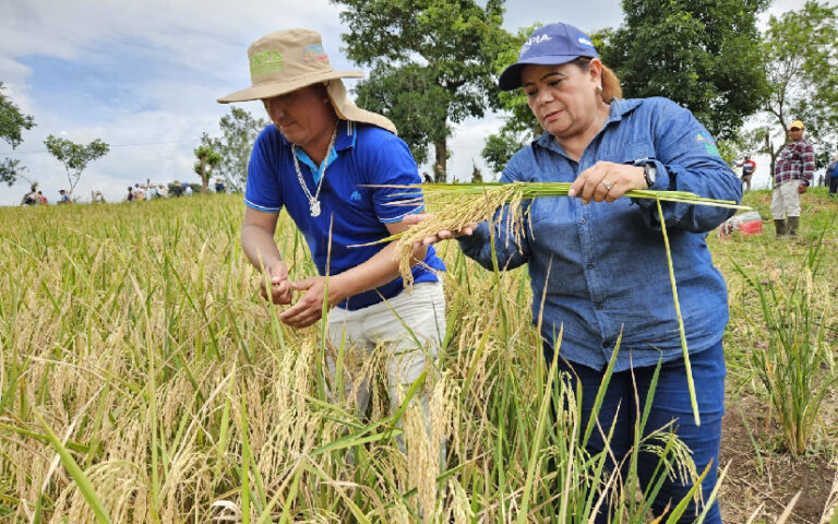 Presentan a productores nueva variedad de arroz secano “INTA Nacional” 