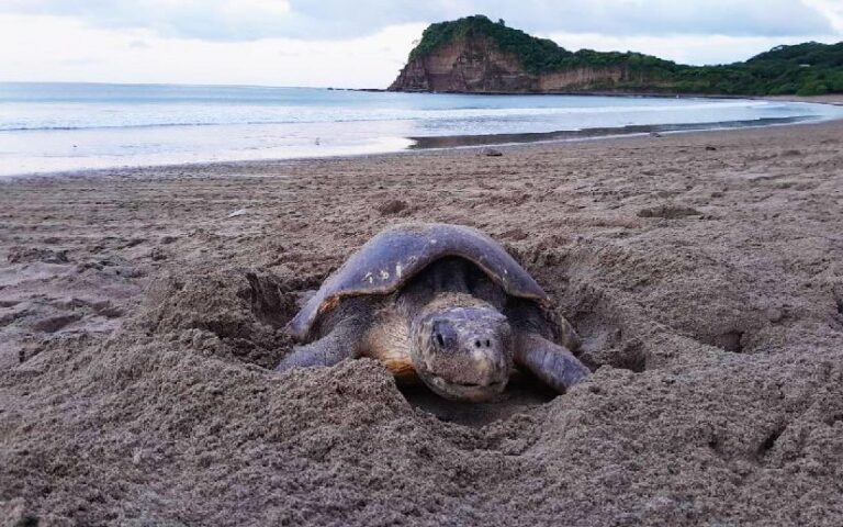 Playa del Refugio de Vida Silvestre La Flor  recibe primera arribada masiva de tortugas marinas