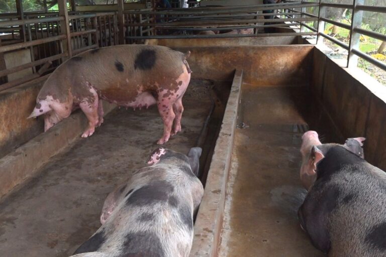 Fomentan nuevas técnicas para Producción Porcina