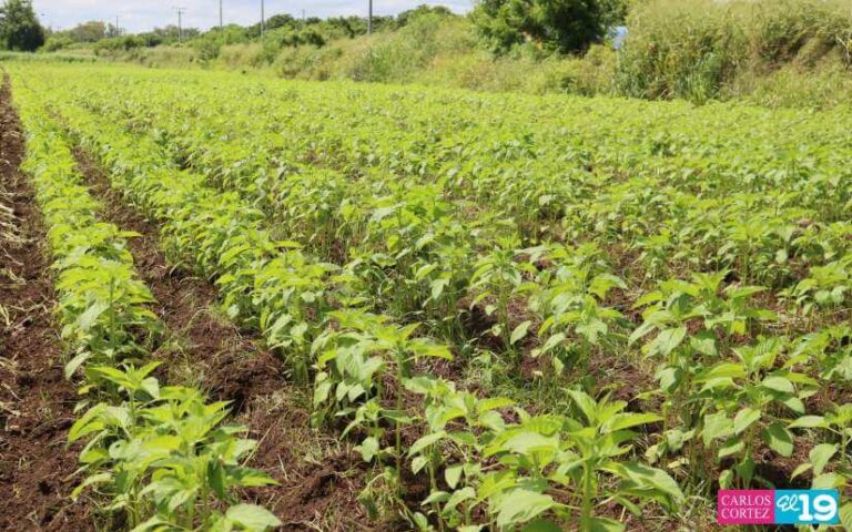 Productores se capacitan en el manejo de plagas