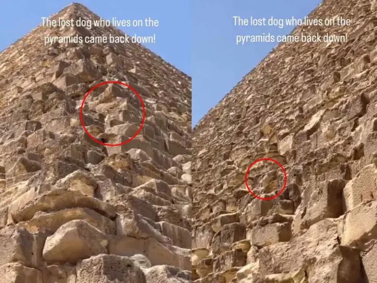 Captan a un perrito en la cima de la Gran Pirámide de Giza