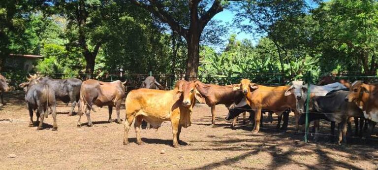 Inauguran módulos didácticos para engorde de ganado