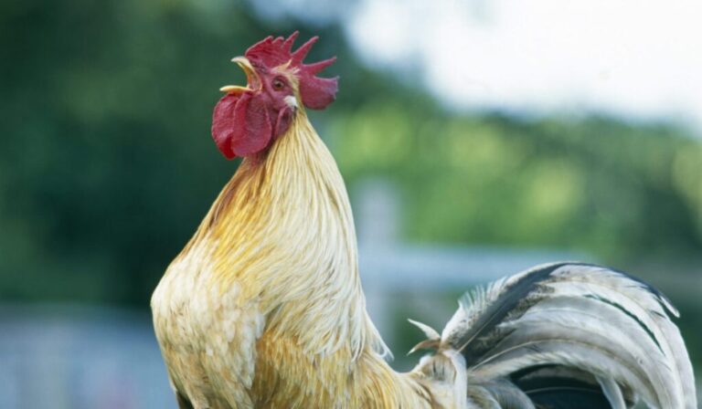 Realizan concurso para imitar el sonido del gallo