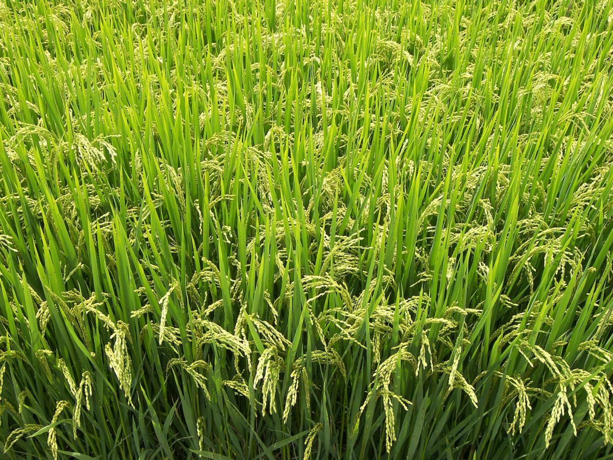 Presentamos nueva variedad mejorada de arroz secano "INTA Nacional"