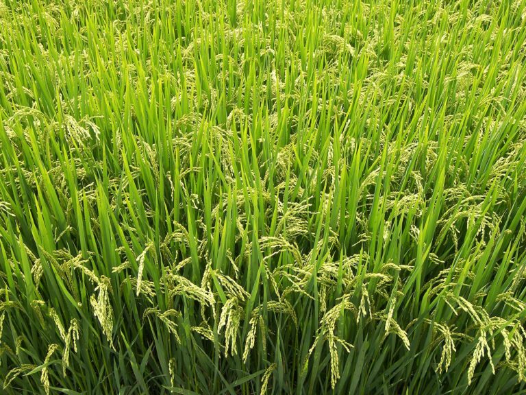 Presentamos nueva variedad mejorada de arroz secano “INTA Nacional”