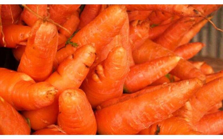 Cosecha de zanahoria superará los 80 mil quintales para abastecer los mercados en Nicaragua