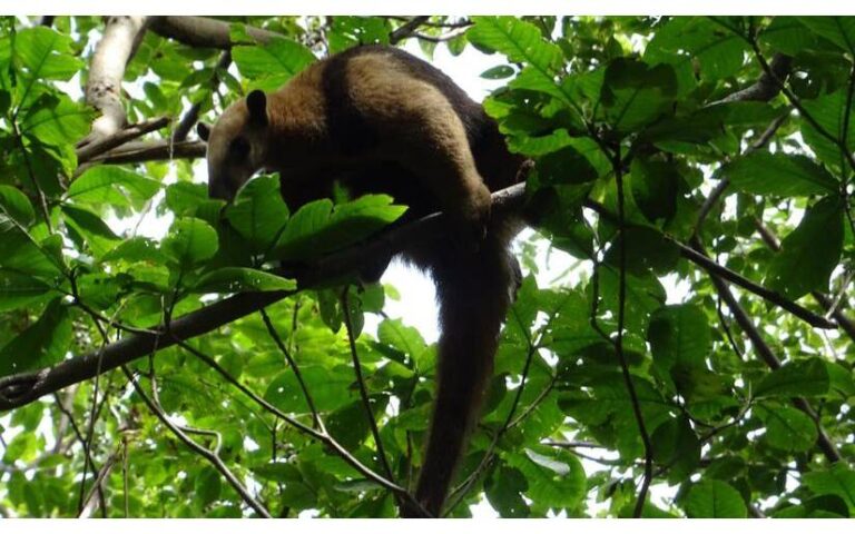 Parque Zoológico Nacional ha recibido y atendido a más de 600 especímenes de fauna silvestre