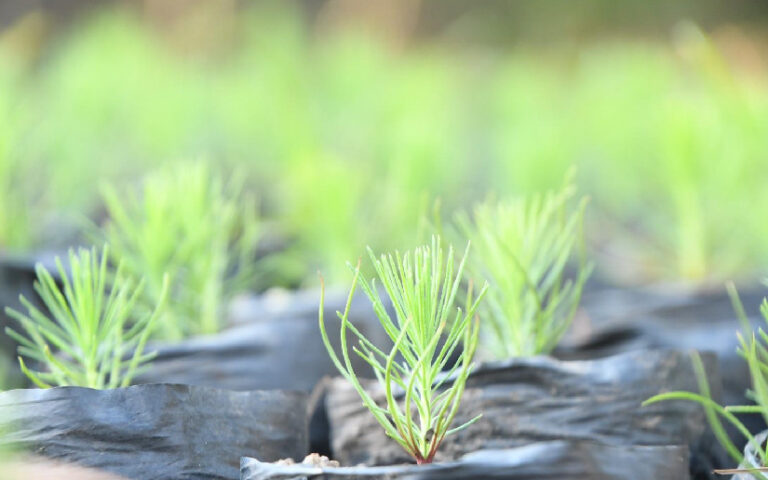 Marena: Conservando el bosque de pino en Nicaragua