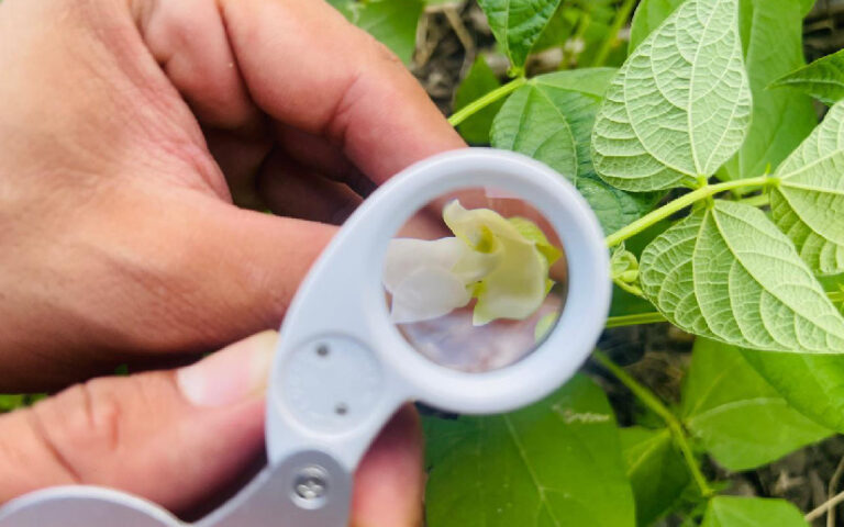 IPSA continúa brindando certificación fitosanitarias de semillas 