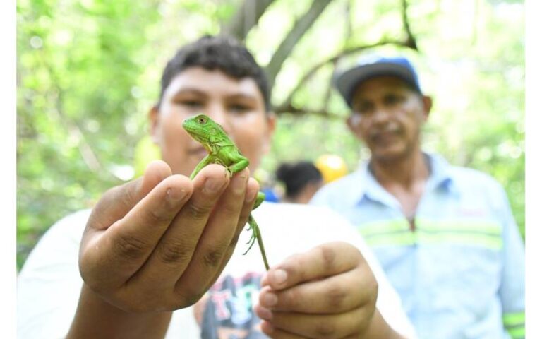 Marena libera ejemplares de Iguana Verde en el Parque Nacional Volcán Masaya