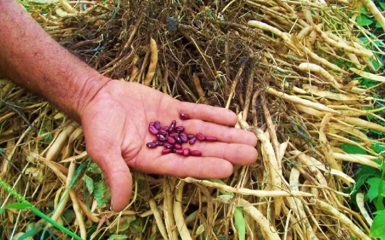 Cosecha de Frijol Rojo de Primera muestra resultados exitosos