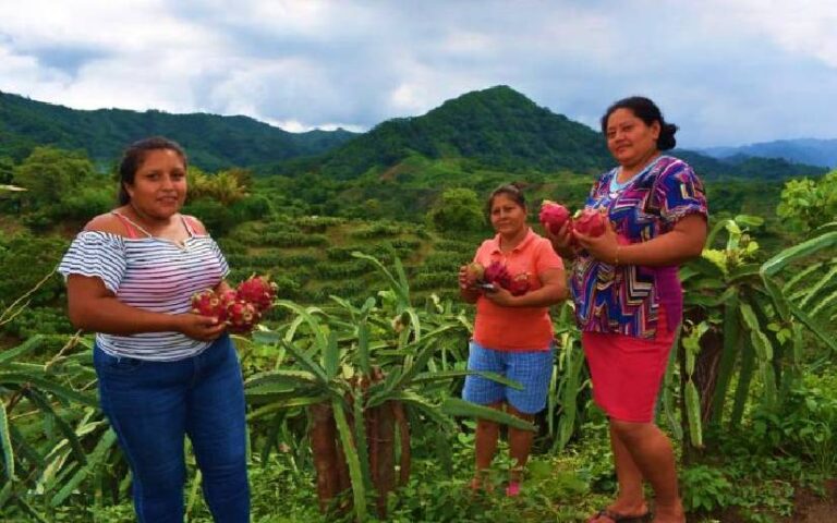 Producción de pitaya en Nicaragua supera los 2 millones de kilogramos en 2024