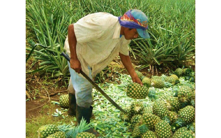 Producción de piña supera los 11 millones de unidades de enero a octubre 2024 en Nicaragua