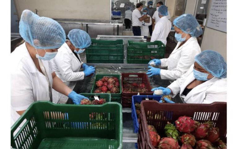 Nicaragua es el principal exportador de pitaya fresca en la Región