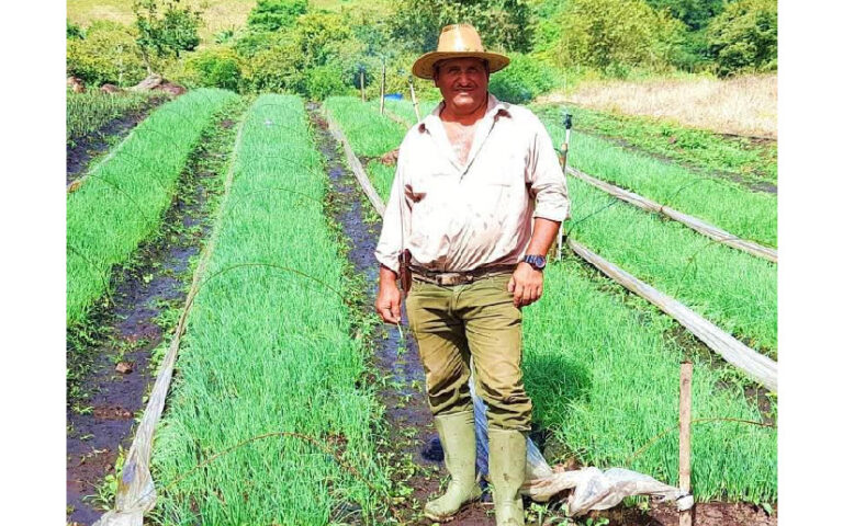 Productores nicaragüenses inician siembra de cebollas para el ciclo 2024-2024