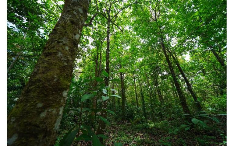 Marena logra monitoreo de hectáreas de regeneración natural de bosque en Nicaragua