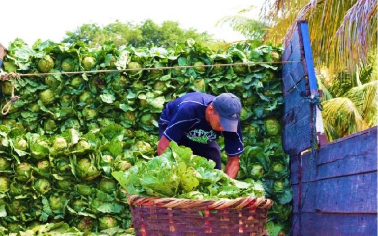 Hortalizas representan una oportunidad para el desarrollo económico en Nicaragua 