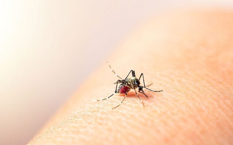 Menos contagios de dengue y neumonía en la última semana, informa el Minsa