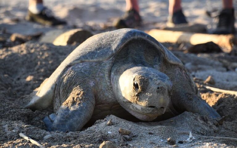 Inicia segunda arribada masiva de tortugas en el Refugio de Vida Silvestre La Flor 
