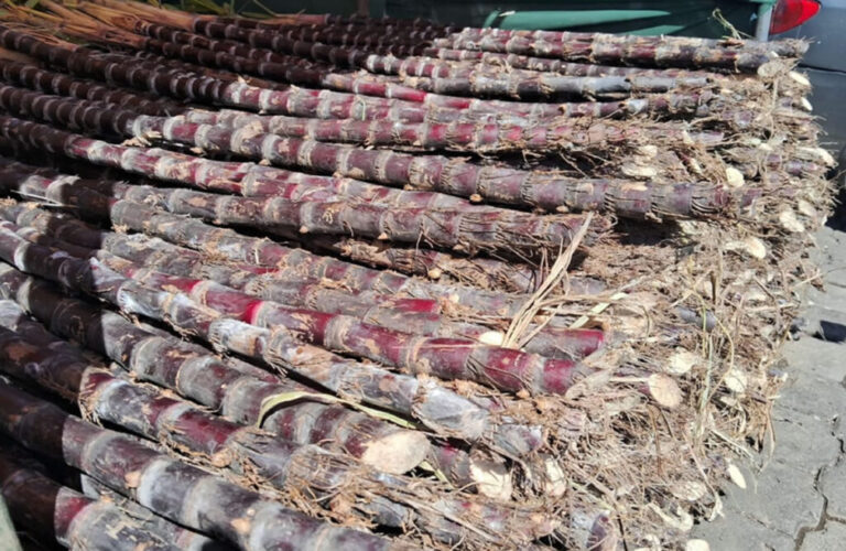 Variedad de productos para La Purísima en el Mayoreo