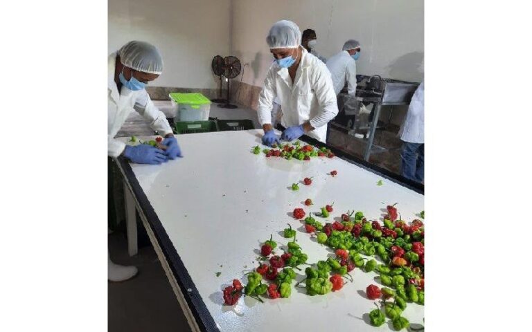 IPSA garantiza sanidad para exportar chile dulce 