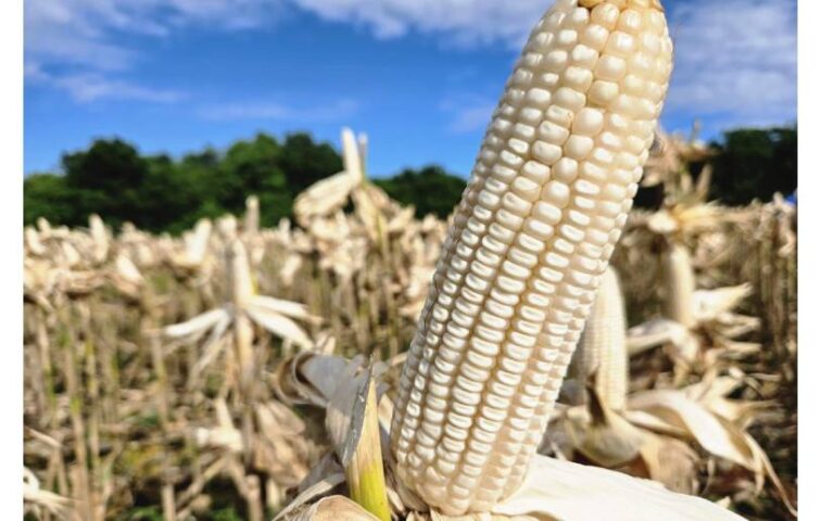 INTA presenta nuevo híbrido de maíz blanco con altos rendimientos y resistencia a enfermedades