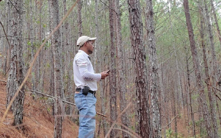 IPSA continúa vigilancia fitosanitaria de 4 mil hectáreas de plantaciones forestales