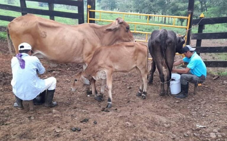 Avanza producción nacional de leche y acopio, enero-octubre