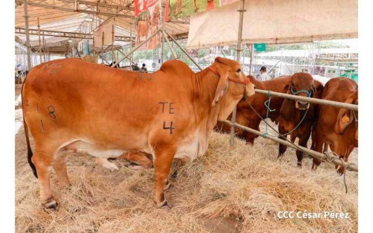 Todo listo con la II Edición de la Feria Ganadera 2024