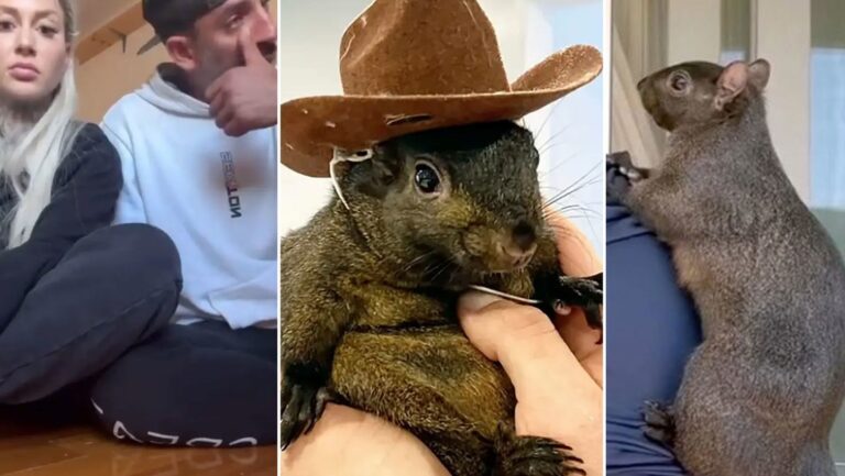 Sacrifican a Peanut la ardilla que se hizo famosa en las redes