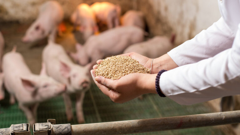 Consume comida de cerdos para no gastar dinero