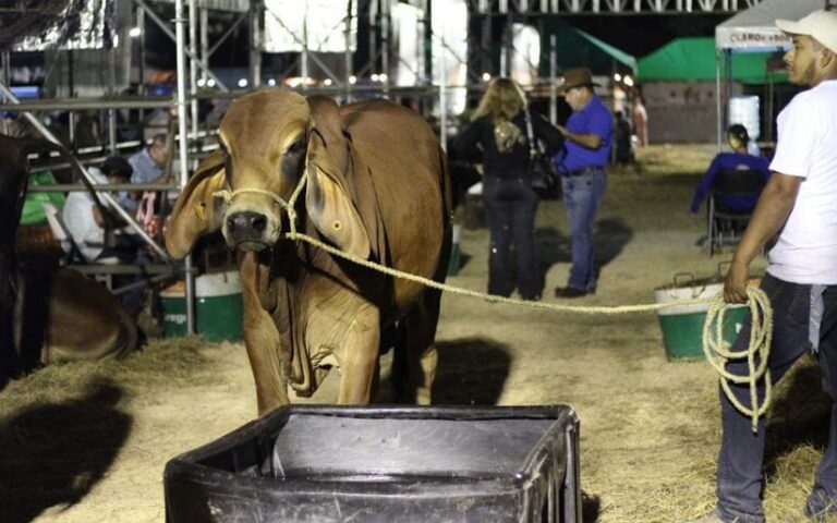 Feria Ganadera Navidad 2024, finaliza con éxito